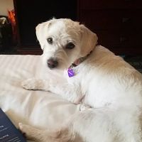 MG Planet Pet Grooming ico