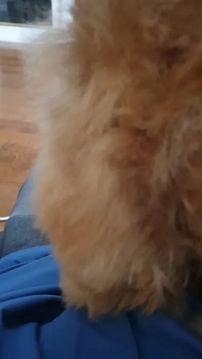 MG Planet Pet Grooming Picture 4