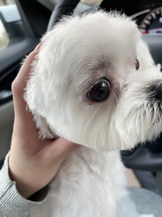 MG Planet Pet Grooming Picture 7