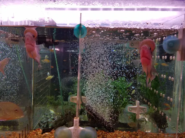 Rosemead Aquarium Picture 1