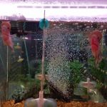 Rosemead Aquarium