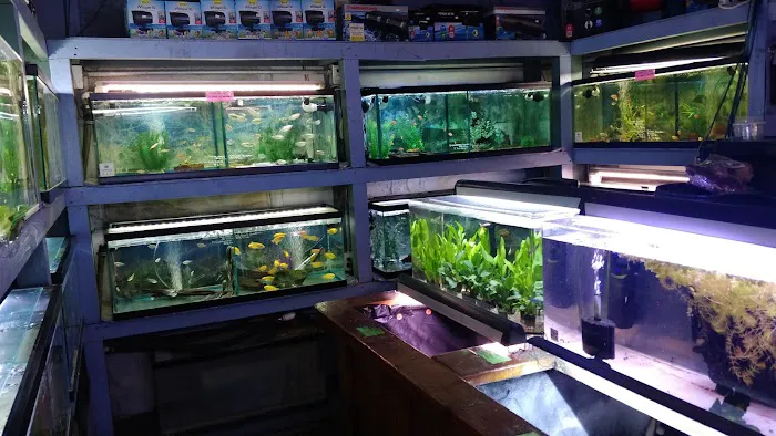 Rosemead Aquarium Picture 2
