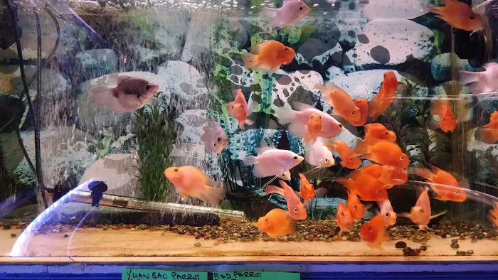 Rosemead Aquarium Picture 6