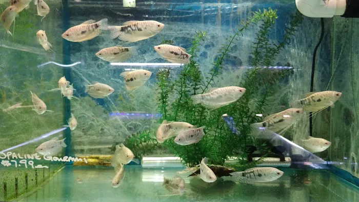 Rosemead Aquarium Picture 4