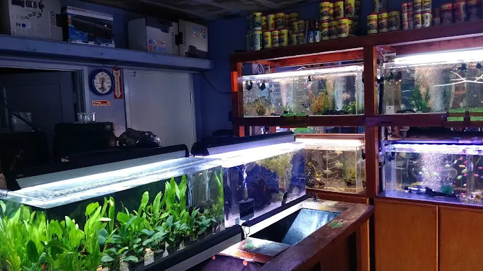 Rosemead Aquarium Picture 7