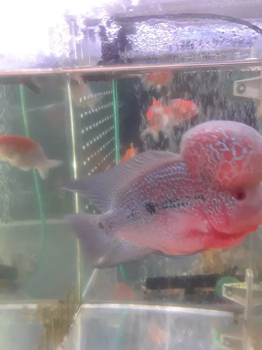 Rosemead Aquarium Picture 5