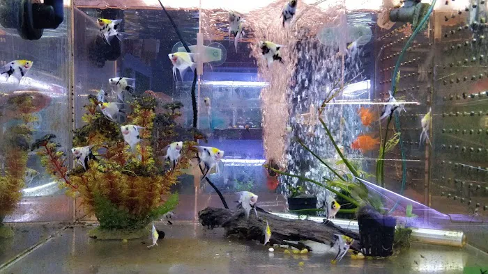 Rosemead Aquarium Picture 10