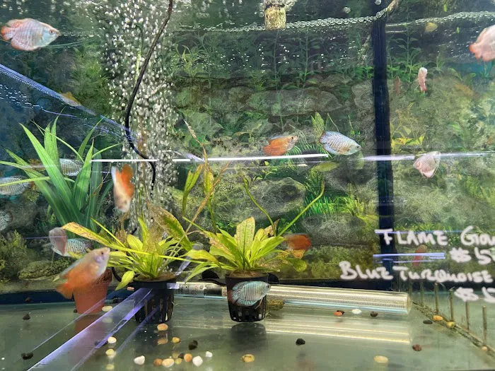 Rosemead Aquarium Picture 8