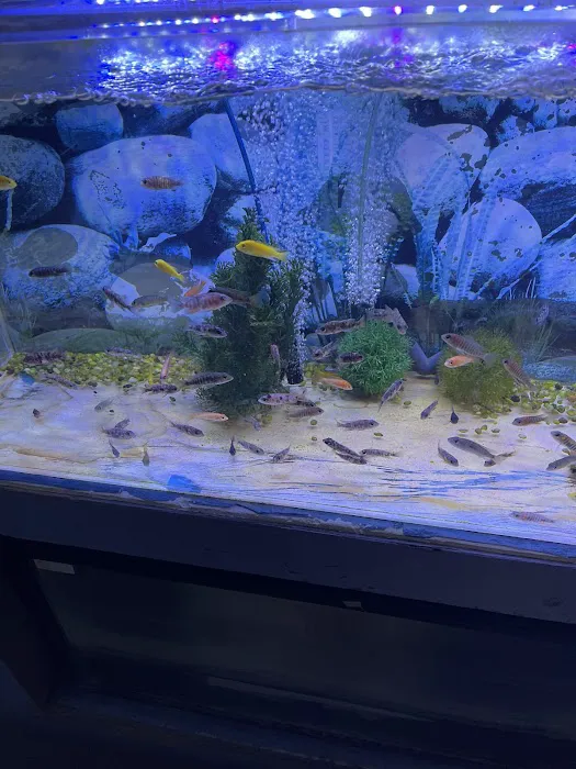 Rosemead Aquarium Picture 9
