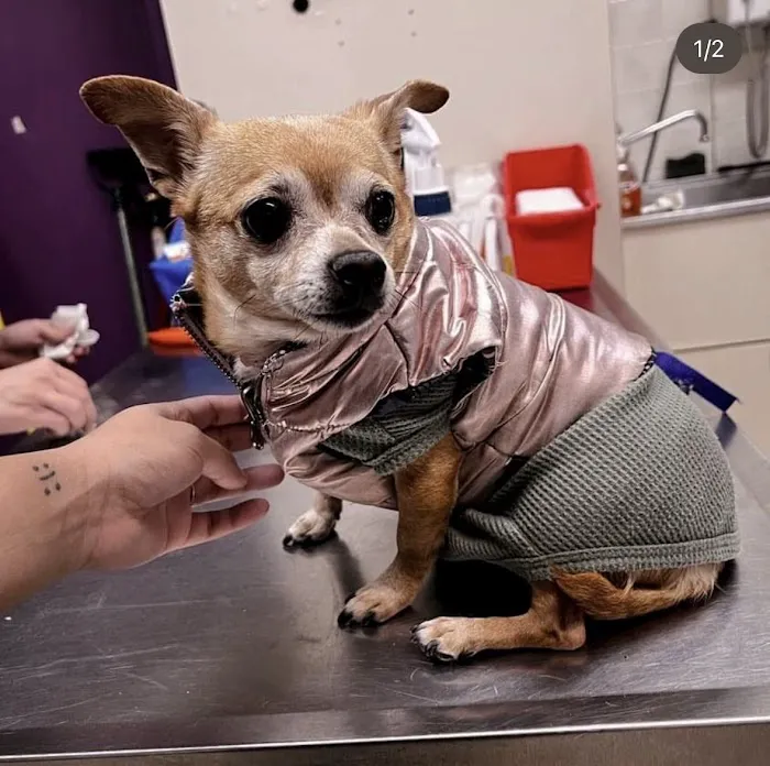 Dr Pet MD Picture 4