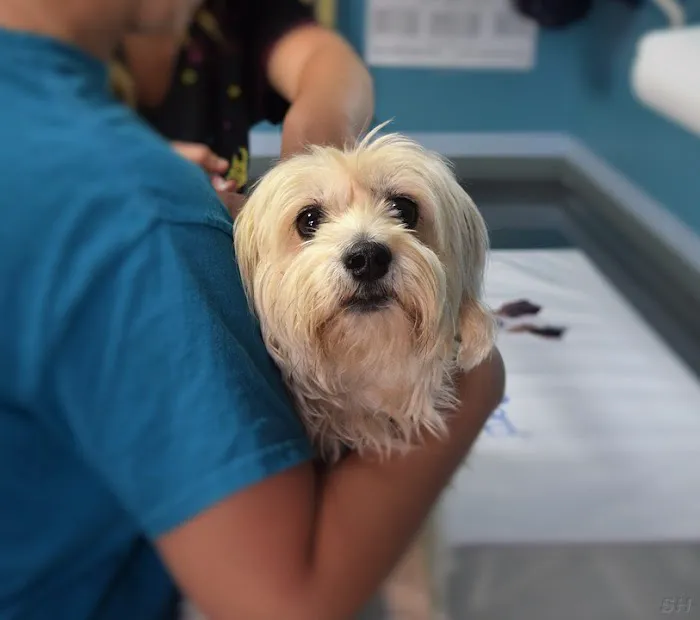Dr Pet MD Picture 7