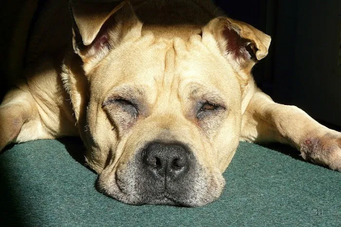 Dr Pet MD Picture 10