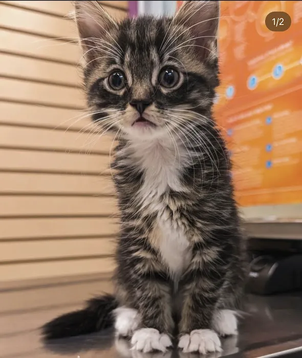 Dr Pet MD Picture 6