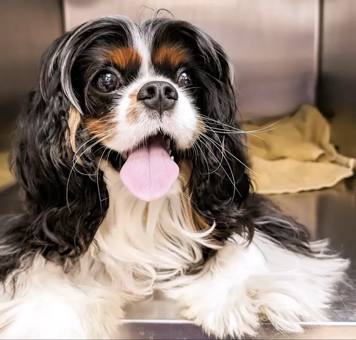 Dr Pet MD Picture 9