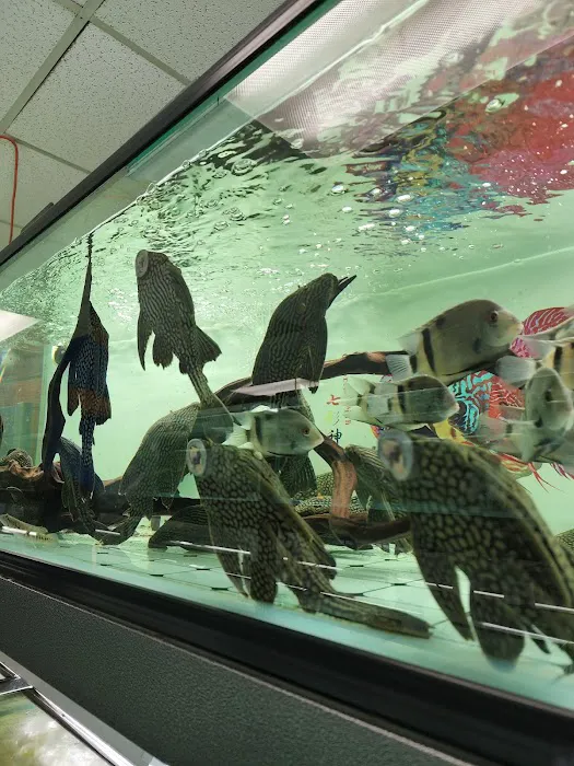 Van Star Aquarium Picture 8