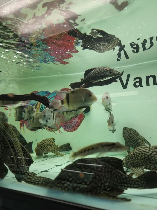 Van Star Aquarium Picture 2