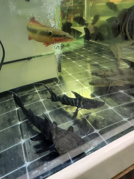 Van Star Aquarium Picture 1