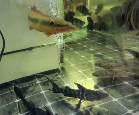 Van Star Aquarium