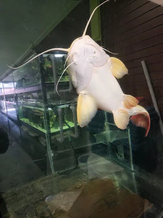 Van Star Aquarium Picture 3