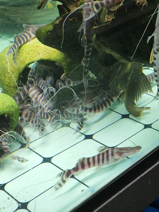 Van Star Aquarium Picture 5