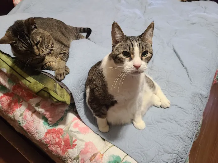 Astoria Veterinary Group Picture 4
