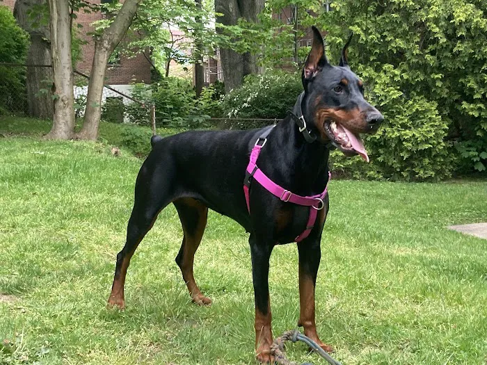 Astoria Veterinary Group Picture 9