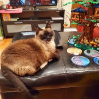 Astoria Veterinary Group ico
