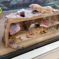 Petco ico