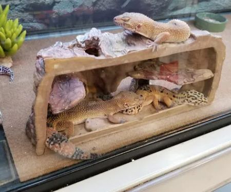 Petco