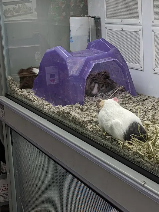 Petco Picture 5