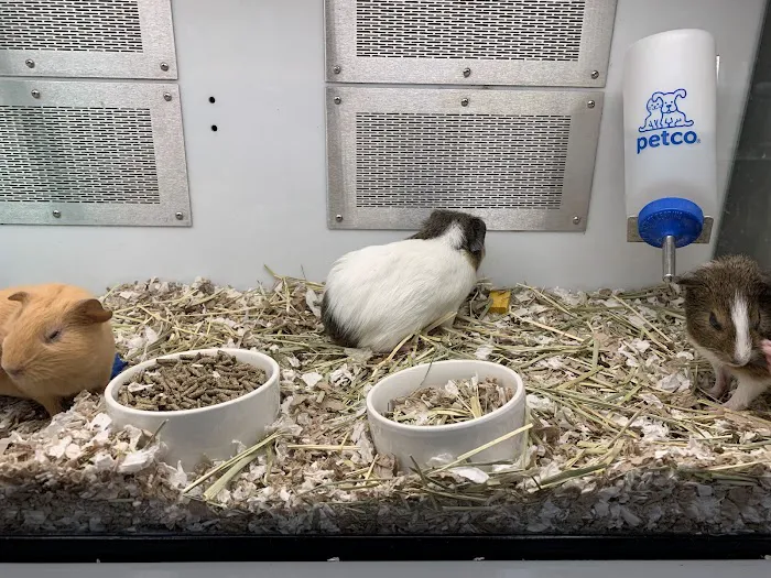 Petco Picture 7