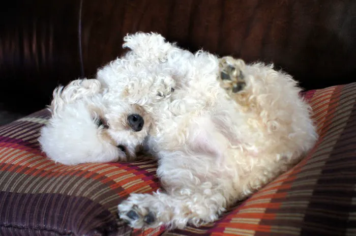 Dr. Pet Daddy Veterinarian, PC | Smart Easy Affordable Animal Hospital Picture 3