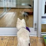 Dr. Pet Daddy Veterinarian, PC | Smart Easy Affordable Animal Hospital
