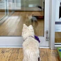 Dr. Pet Daddy Veterinarian, PC | Smart Easy Affordable Animal Hospital ico
