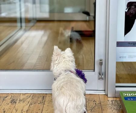 Dr. Pet Daddy Veterinarian, PC | Smart Easy Affordable Animal Hospital