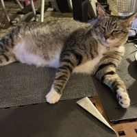 Wespaw Pets Pharmacy ico