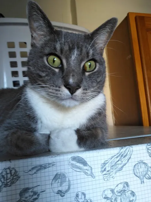 Wespaw Pets Pharmacy Picture 4