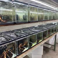 Billyboi Aquatics ico