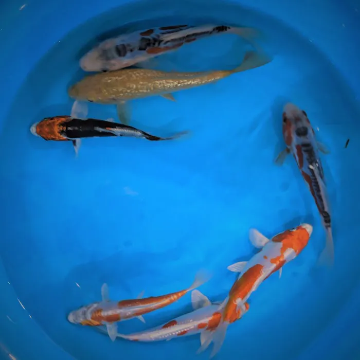 Demi Koi Picture 7