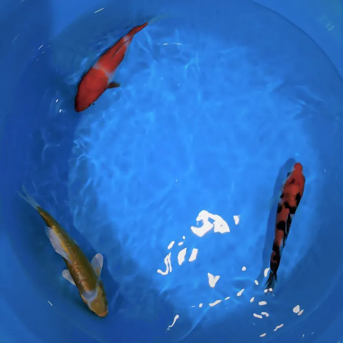 Demi Koi Picture 5