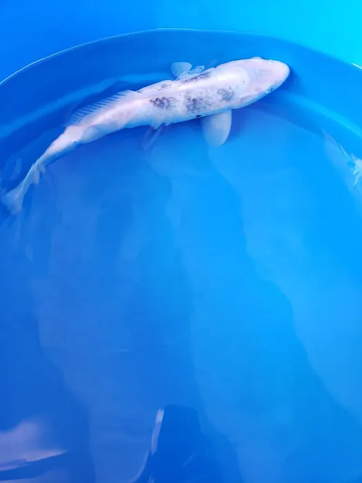 Demi Koi Picture 4