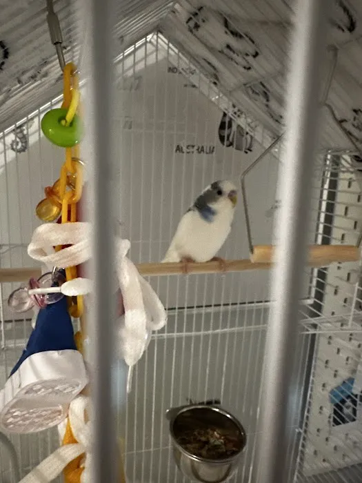 Super Pets Picture 4