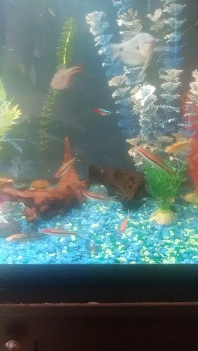 CK Aquarium Picture 9