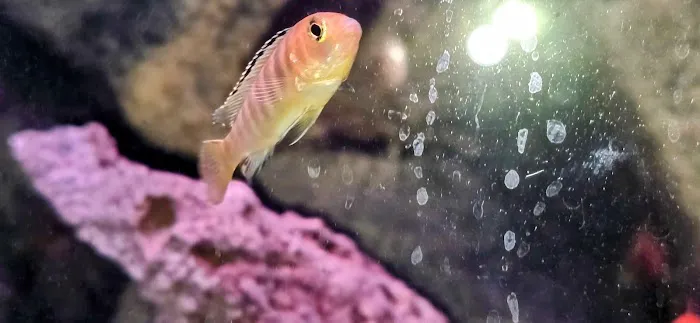 CK Aquarium Picture 6