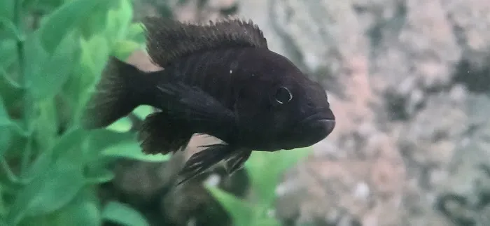 CK Aquarium Picture 3