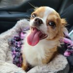 Country Care Veterinary Center, PLLC