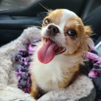 Country Care Veterinary Center, PLLC ico