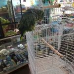 Jack's Pet Shop