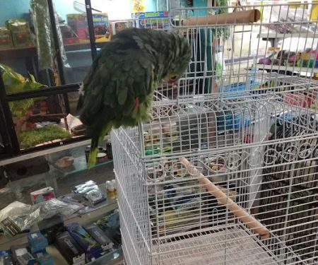 Jack's Pet Shop