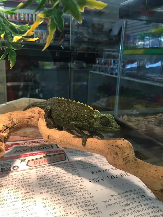 Jack's Pet Shop Picture 6